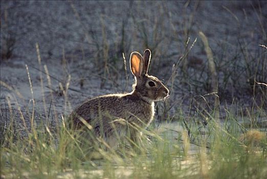 棉尾兔,兔子,草丛,北美