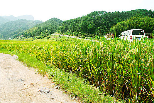乡村小路和两旁的稻田