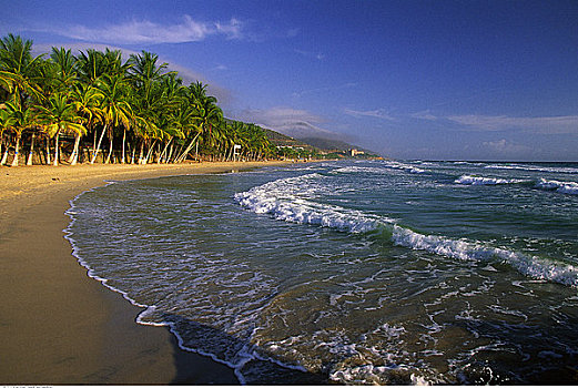 海滩,棕榈树,玛格丽塔岛,委内瑞拉