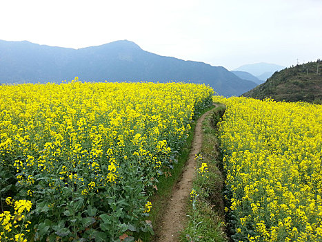 江西婺源油菜花