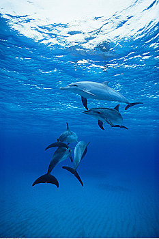 斑海豚,小,巴哈马,堤岸