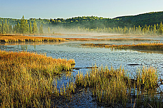 秋天,晨雾,湿地,靠近,湖,阿尔冈金省立公园,北安大略,加拿大