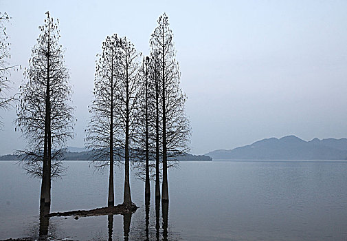 早晨,湖水,树林,水杉,树根