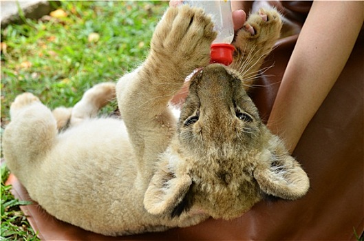 动物园管理员,喂婴儿,狮子