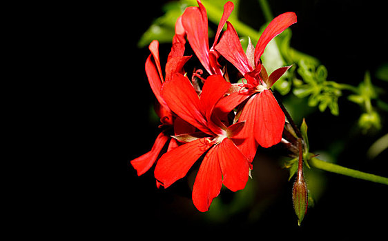 天竺葵,红花