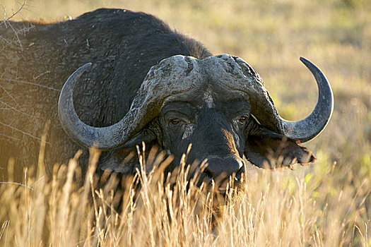 南非水牛,非洲水牛,地点,克鲁格国家公园,南非