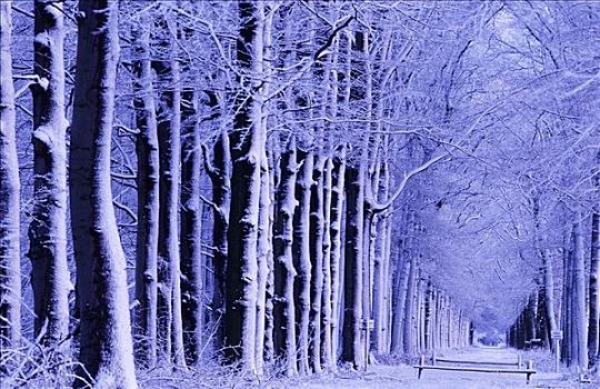 小路,树林,积雪,树,欧洲