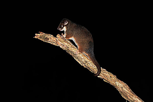 普通,成年,夜出型动物,威尔逊-普勒蒙特利国家公园,维多利亚,澳大利亚,大洋洲