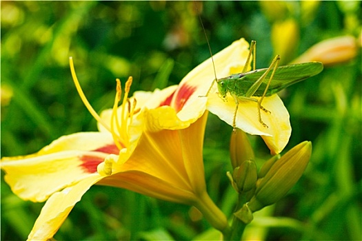 蝗虫,百合,花