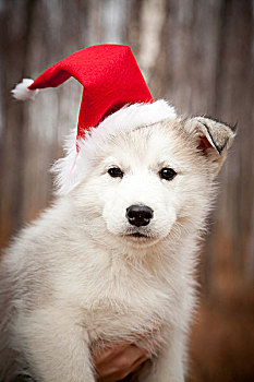 西伯利亚,哈士奇犬,小狗,戴着,红色,圣诞帽,阿拉斯加,秋天