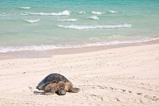 夏威夷,绿海龟,龟类,休息,海滩,物种,濒危,红色,清单