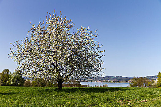 盛开,苹果,树,花,季节,半岛,康士坦茨湖,康斯坦茨,巴登符腾堡,德国,欧洲