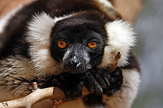 黑白,狐猴,成年,休息,头像,马达加斯加,非洲