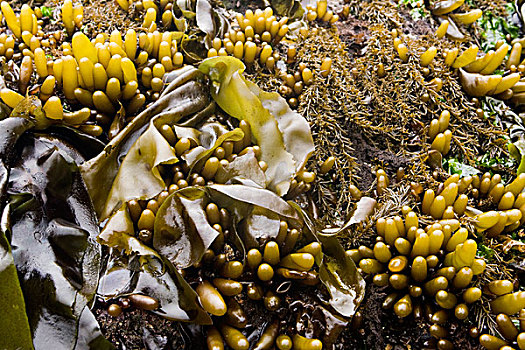 褐藻,海草,遮盖,石头,蒙特利湾,加利福尼亚