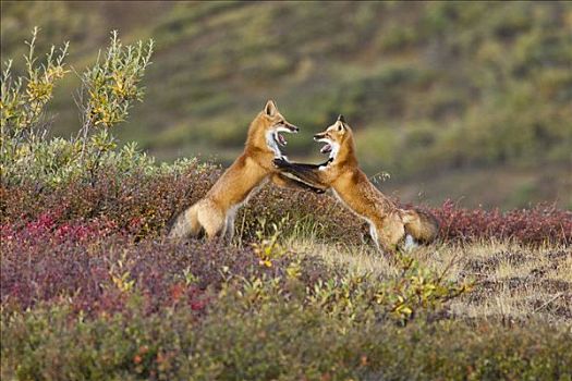 两个,狐狸,靠近,上面,多彩,德纳里峰国家公园,玩,室内,阿拉斯加,秋天