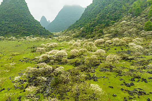 中国广西柳州鹿寨中渡山尖村四十八弄天然牧场桐油花开春色满园迎客来