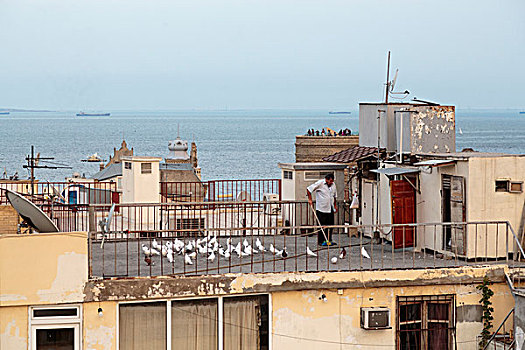 阿塞拜疆,巴库,一个,男人,打扫,屋顶,平台,鸽子