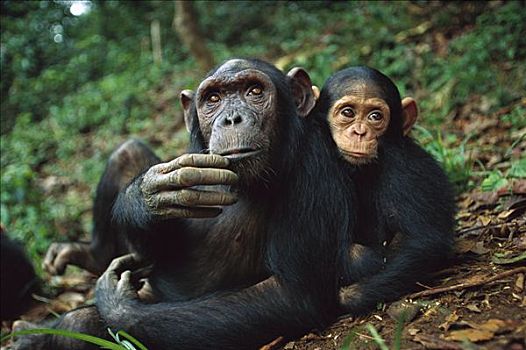 黑猩猩,类人猿,成年,女性,孤儿,幼仔,加蓬