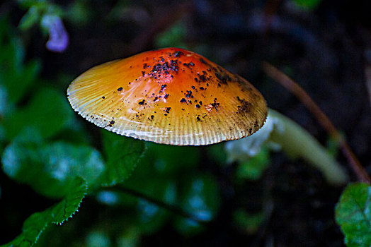 雨后鲜艳的蘑菇
