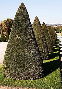 树,公园,凡尔赛宫,法国