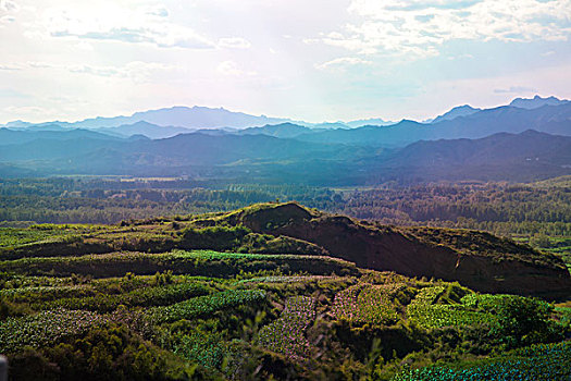 山坡上的玉米地