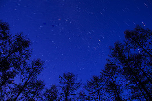 树林,星空