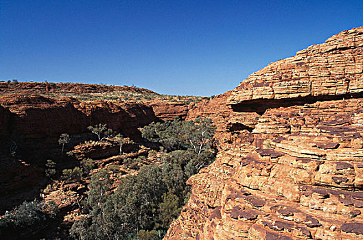俯拍,树,风景,国王峡谷,国家公园,北领地州,澳大利亚