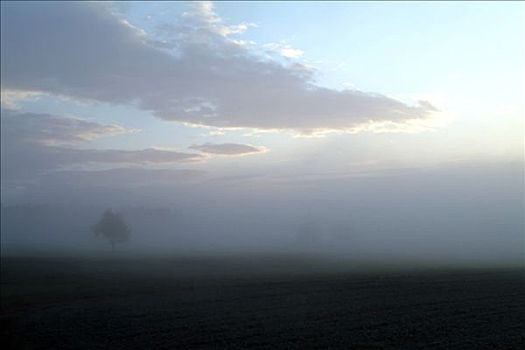 雾状,清晨,草地,树,天空