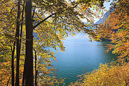 湖,国王湖,山毛榉,叶子,秋天,贝希特斯加登地区,巴伐利亚,德国