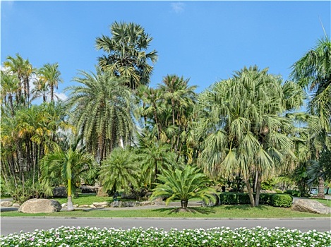 棕榈树,热带,花园