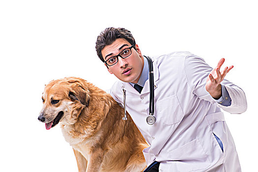 兽医,医生,检查,金毛猎犬,狗,隔绝,白色背景