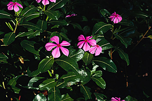 马达加斯加,长春花属植物,植物,粉花