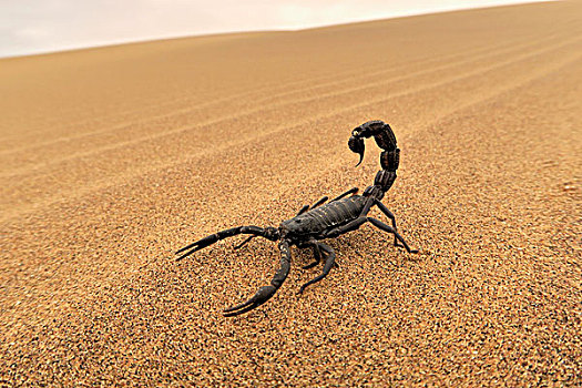 黑色,蝎子,跑,沙滩,纳米布沙漠,斯瓦科普蒙德,纳米比亚,非洲