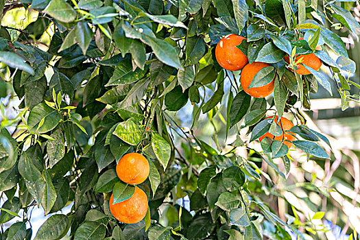 美国,佛罗里达,特写,橘树,大幅,尺寸