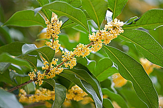 開(kāi)滿桂花的桂花樹(shù)