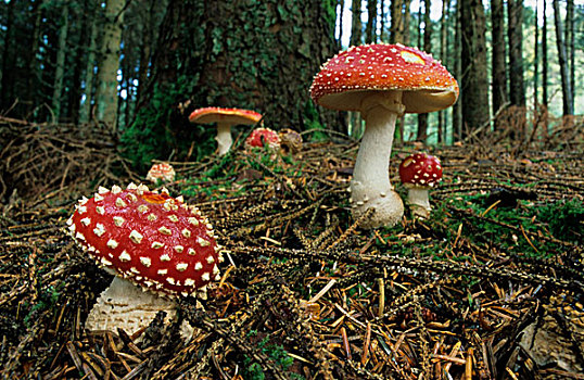 伞菌,树林,波厄斯郡,威尔士,英国,欧洲