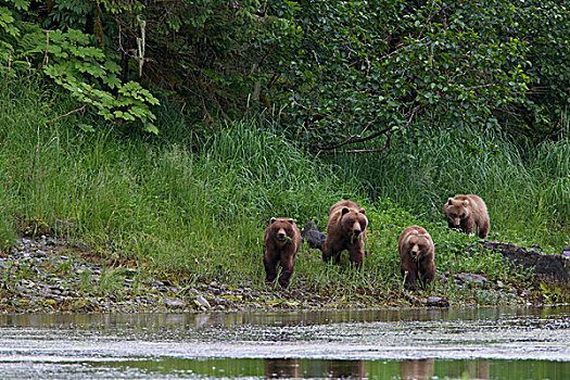 棕熊,母熊,三个,一岁,幼兽,海岸线,威廉王子湾,阿拉斯加,夏天
