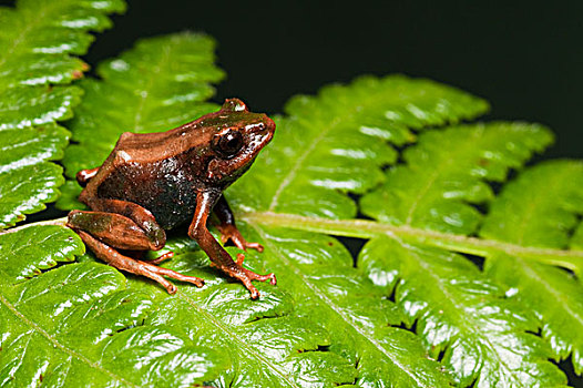 南方,青蛙,物种,2008年,国家公园,厄瓜多尔