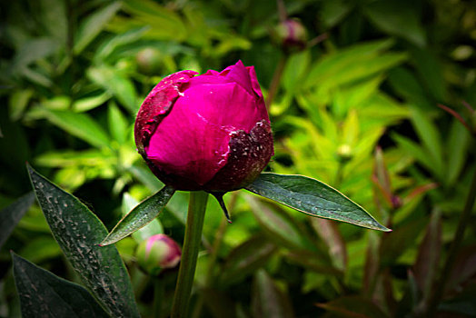 美丽芍药,芍药花