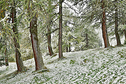 树林,落叶松属植物,第一,下雪,秋天,提洛尔,奥地利,欧洲
