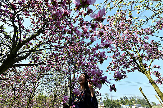 贵州遵义,春日赏花