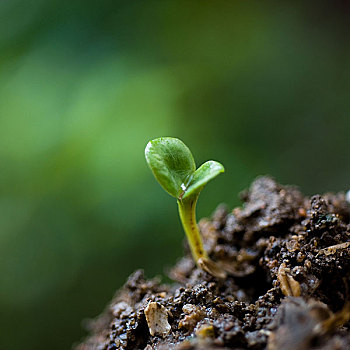 小,植物,堆,土地,花园