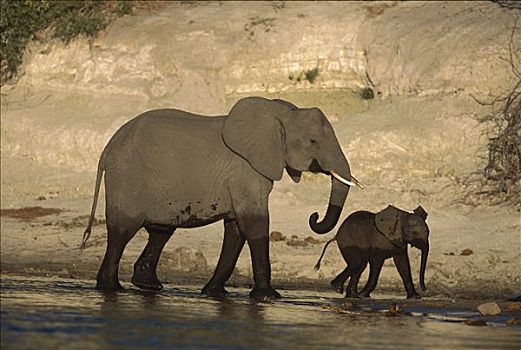 非洲象,成年,幼兽,乔贝,河,博茨瓦纳