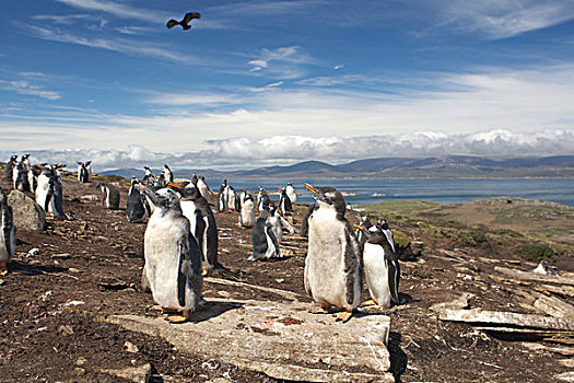巴布亚企鹅,企鹅,畜体,岛屿,福克兰群岛,南美