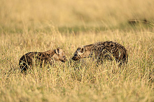 斑点土狼,斑鬣狗,幼小,幼兽,面对面,马赛马拉国家保护区,肯尼亚,非洲