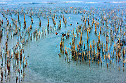 福建霞浦,渔船,养殖