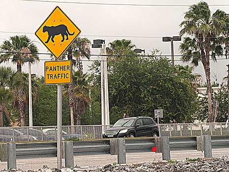 豹,穿过,警告标识,道路,那不勒斯,佛罗里达,美国