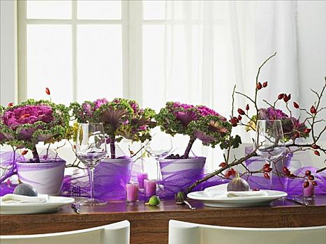 桌子,紫色,薄纱,观赏甘蓝,野玫瑰果