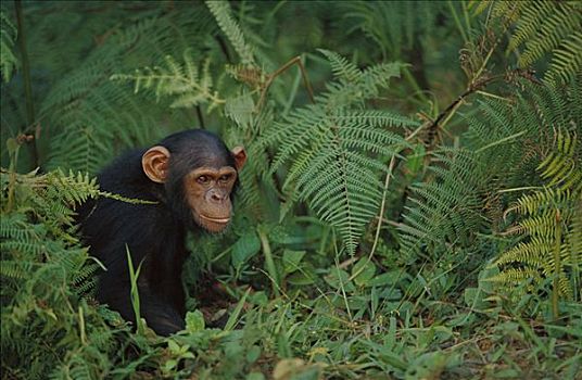 黑猩猩,类人猿,幼小,林中地面,加蓬