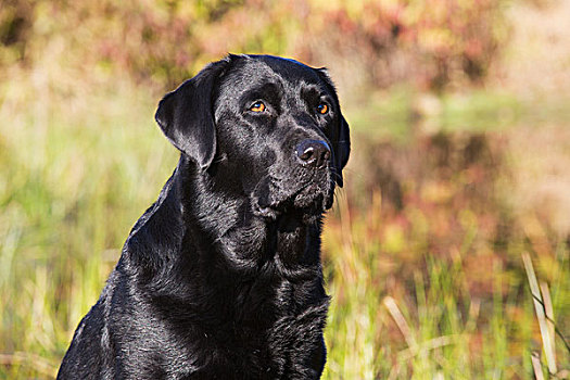 黑色拉布拉多犬,秋天,科尔切斯特,康涅狄格,美国